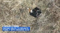 Dog found by drone after going missing in Crystal Lake nearly 1 week ago: VIDEO