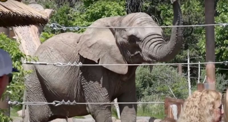 ‘Elephants here do not have standing’: Colorado Supreme Court rules elephants don’t have human rights, must stay at zoo