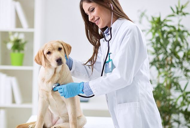A microchip and registry company used by vets may have stopped operating (stock image)