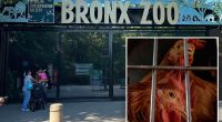 Bird flu hits NYC zoos: 3 Queens Zoo birds dead from virus, 12 at Bronx Zoo being tested