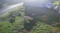 A group of runaway pigs have broken loose again - just days after the farmer installed an electric fence to keep them contained