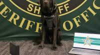 Sheriff’s Newest K-9 Can Sniff Out Hidden Flash Drives and Cell Phones