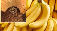 Venomous snake native to Ecuador found in New Hampshire banana shipment