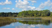 Flagler County Votes to Buy 307 Acres for Conservation for $3 Million in Pringle Forest West of U.S. 1