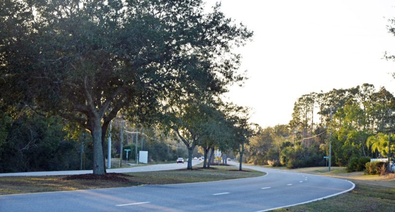Whiteview Parkway will lose some of its statelier trees and much of its median to turn lanes and traffic-safety improvements as a nine-month reconstruction of the road begins. (© FlaglerLive)