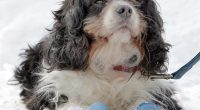 Israeli Soldiers Rescue Dog Kidnapped on Oct. 7