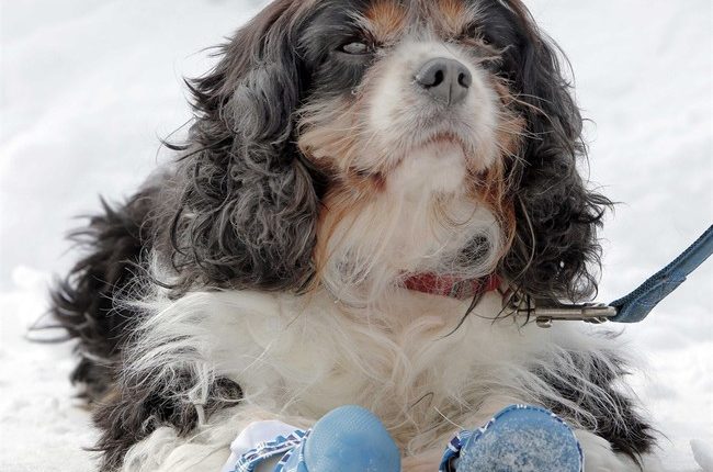 Israeli Soldiers Rescue Dog Kidnapped on Oct. 7