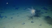 A cnidarian is attached to a dead sponge stalk on a manganese nodule in the Clarion-Clipperton Zone. Diva Amon and Craig Smith, University of Hawaii at Mānoa