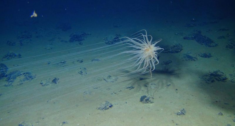 A cnidarian is attached to a dead sponge stalk on a manganese nodule in the Clarion-Clipperton Zone. Diva Amon and Craig Smith, University of Hawaii at Mānoa