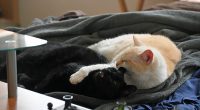 Animal Abusers Face Harsher Penalties as DeSantis Signs New Bills