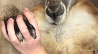 Tourists were able to grab the animals paw
