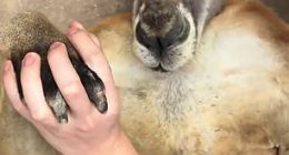 Tourists were able to grab the animals paw