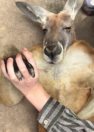 Tourists were able to grab the animals paw