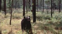 Black Bear Kills Man 100 Yards from His Home, 1st Ever Fatal Attack in Florida