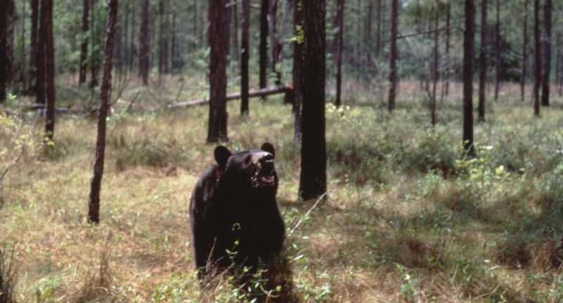Black Bear Kills Man 100 Yards from His Home, 1st Ever Fatal Attack in Florida