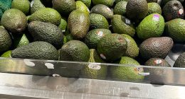Shoppers are flocking to supermarkets to stock up on the much-loved Hass avocados after a less popular season of the Shepard variety