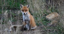 NSW Farmers says more needs to be done to cull feral pests like foxes (stock image)