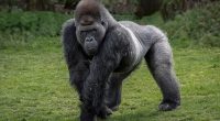 Silverback gorillas (pictured) weigh around 195kg and can lift 800kg of dead weight