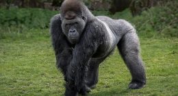 Silverback gorillas (pictured) weigh around 195kg and can lift 800kg of dead weight