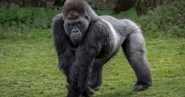 Silverback gorillas (pictured) weigh around 195kg and can lift 800kg of dead weight