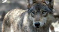 Cry Wolf, Kill a Calf: How the Left’s Fantasy Became the Midwest’s Nightmare