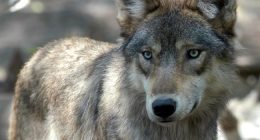 Cry Wolf, Kill a Calf: How the Left’s Fantasy Became the Midwest’s Nightmare