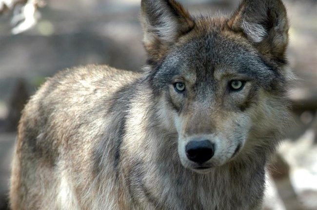 Cry Wolf, Kill a Calf: How the Left’s Fantasy Became the Midwest’s Nightmare