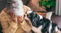 Dear Abby: I’m in love with the much younger man I dog sit for