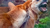 A dingo has been stabbed after it attacked a nine-year-old boy on K'gari (stock)
