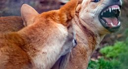 A dingo has been stabbed after it attacked a nine-year-old boy on K'gari (stock)