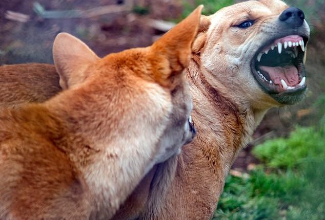 A dingo has been stabbed after it attacked a nine-year-old boy on K'gari (stock)
