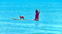 Dog Surfing Hilarity Conquers Flagler Beach as Chi-weenie, Corgis and Costumes Thrill to 4th Hang 8 Extravaganza