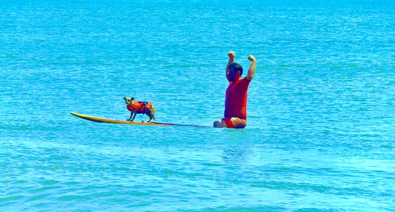 Dog Surfing Hilarity Conquers Flagler Beach as Chi-weenie, Corgis and Costumes Thrill to 4th Hang 8 Extravaganza