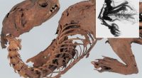 Experts solve mystery of ancient ‘mummified dragon’ discovered by Japanese shogun