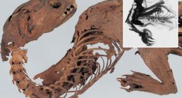 Experts solve mystery of ancient ‘mummified dragon’ discovered by Japanese shogun