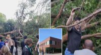 Falling tree injures 12 at college graduation ceremony in California