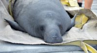 Federal Judge Orders Florida to Follow Series of Steps to Protect and Feed Manatees