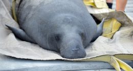 Federal Judge Orders Florida to Follow Series of Steps to Protect and Feed Manatees