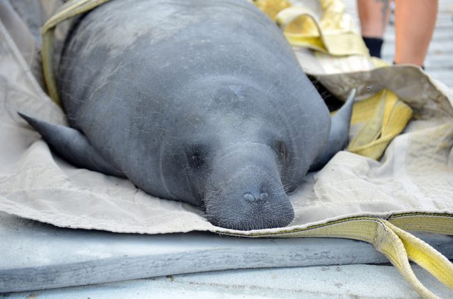 Federal Judge Orders Florida to Follow Series of Steps to Protect and Feed Manatees