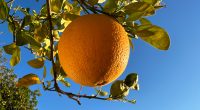 Florida Orange Production On Pace to Be Lowest Since Great Depression