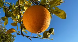 Florida Orange Production On Pace to Be Lowest Since Great Depression