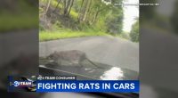 Growing rat infestation causing serious damage to vehicles across Chicago | What to know