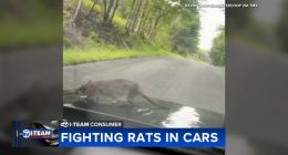 Growing rat infestation causing serious damage to vehicles across Chicago | What to know