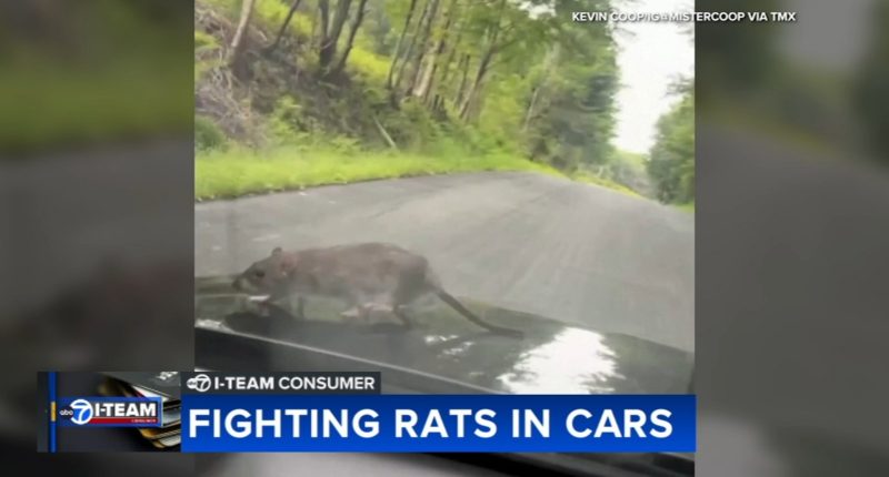 Growing rat infestation causing serious damage to vehicles across Chicago | What to know