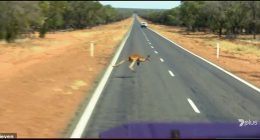 The dashcam footage depicted the adult kangaroo narrowly avoiding the oncoming truck while two joeys were not so lucky