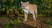 How Florida’s Wildlife Corridor Aims to Save Panthers and Black Bears