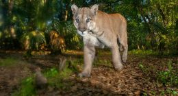 How Florida’s Wildlife Corridor Aims to Save Panthers and Black Bears