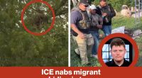 ICE nabs migrant hiding in tree | Reporter Replay