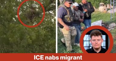 ICE nabs migrant hiding in tree | Reporter Replay