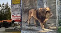 Lions, tigers and bears, and meth, too: Safari park owner arrested after cops find drugs, more than 300 animals in poor condition, troopers say